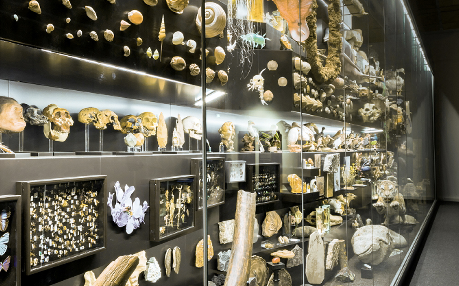 Senckenberg Naturmuseum Frankfurt